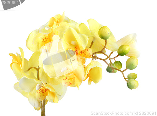 Image of Flowers of yellow orchid