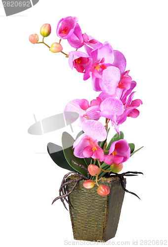 Image of Flowers of pink orchid