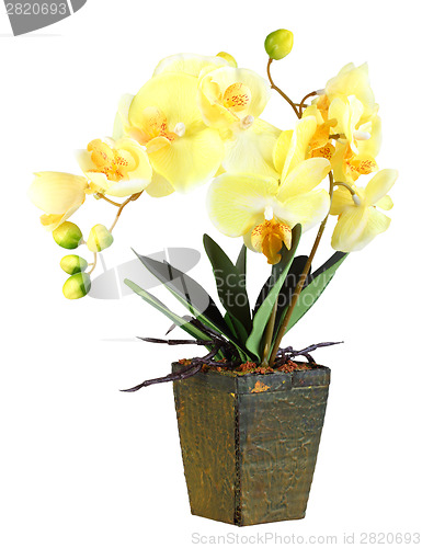 Image of Flowers of yellow orchid