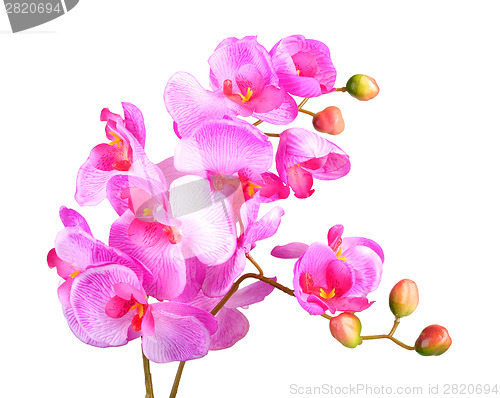 Image of Flowers of pink orchid