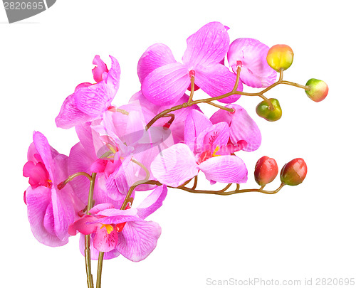 Image of Flowers of pink orchid