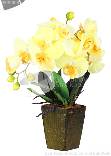 Image of Flowers of yellow orchid