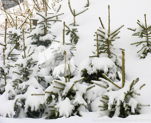 Image of Young fir trees under the snow