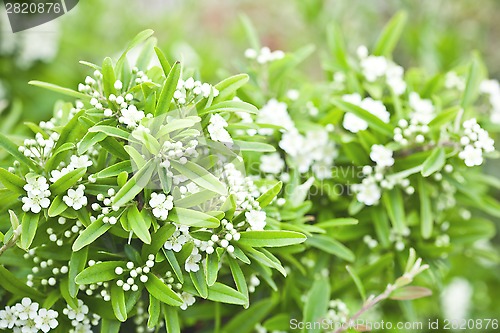 Image of blossoming tree brunch with white flowers