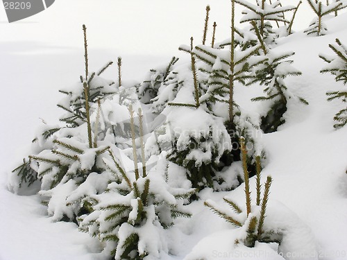 Image of Young fir trees under the snow