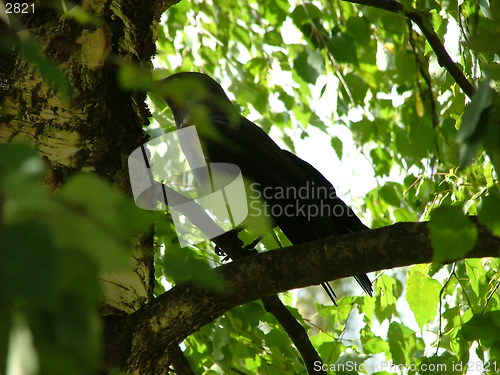 Image of bird and green green tree