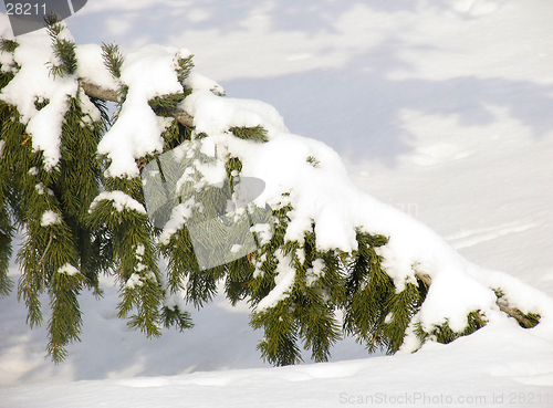 Image of Branch of fir under the snow