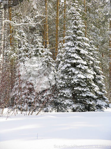 Image of Fir trees under the snow