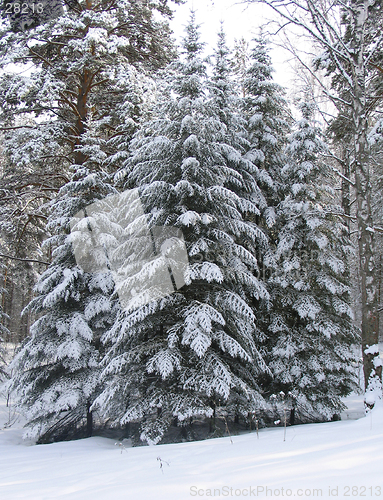 Image of Fir trees under the snow