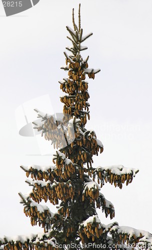 Image of Top of fir tree with cones