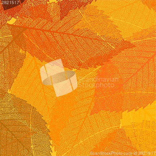Image of Dry autumn leaves template. EPS 8