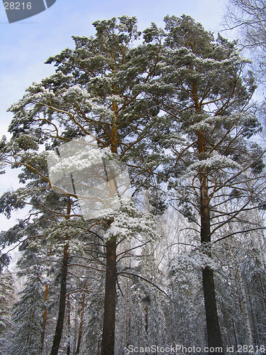 Image of Pinus silvestris