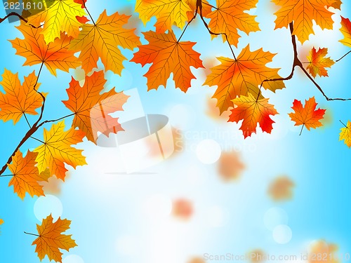Image of Red and yellow leaves against blue sky.EPS 8