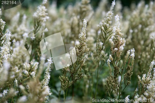 Image of Fluffy flowering herbs