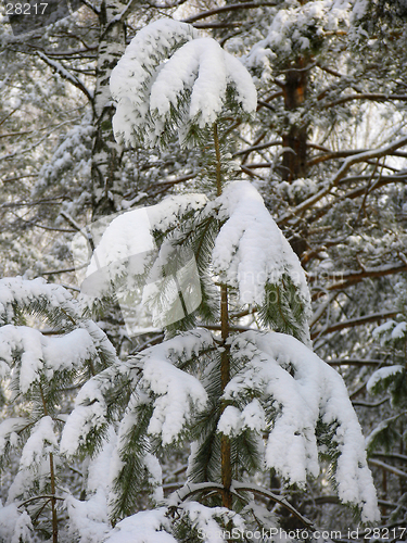 Image of Young  tree under the snow