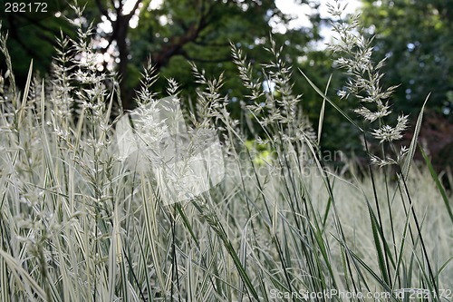 Image of Green and white grass