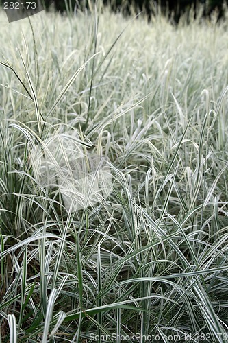 Image of Green and white grass background