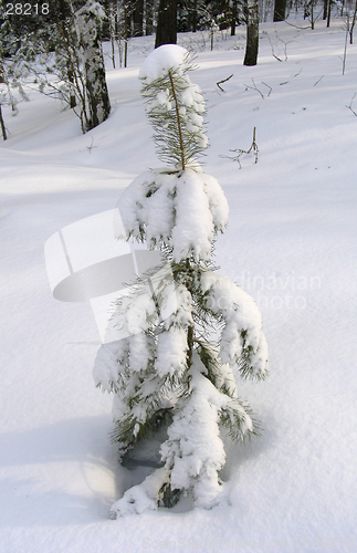 Image of Young  tree under the snow