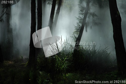 Image of fog in forest