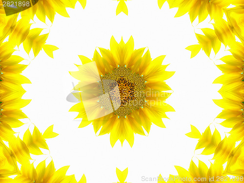 Image of Abstract pattern of sunflower 