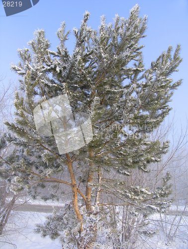 Image of Pinus silvestris trees