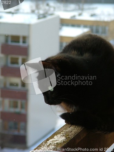 Image of cat watching down from the balcony edge