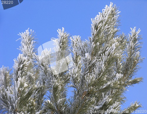 Image of Branch covered with hoar-frost