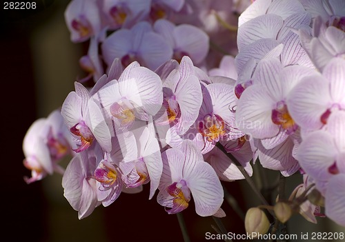 Image of orchid