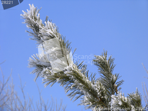 Image of Branch covered with hoar-frost