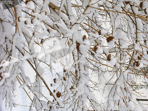 Image of Twigs of bush under hoar-frost