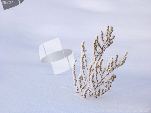 Image of Withered grass on the snow