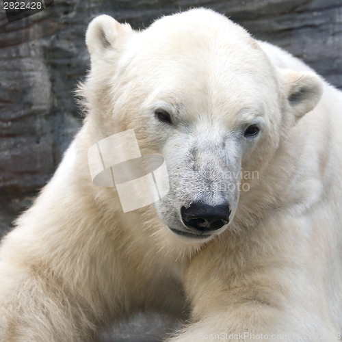 Image of Portrait of polar bear