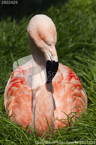 Image of Flamingo