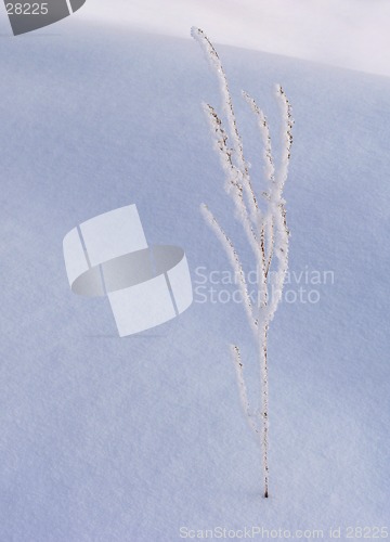 Image of Withered grass on the snow