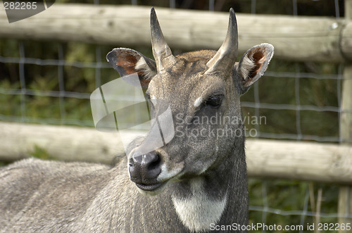 Image of Deer