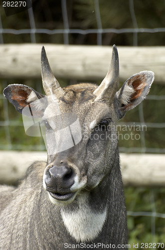 Image of Deer