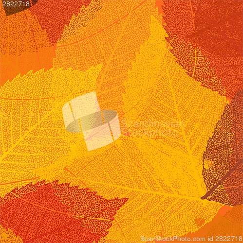 Image of Dry autumn leaves template. EPS 8