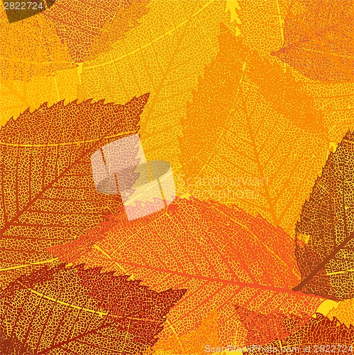Image of Dry autumn leaves template. EPS 8