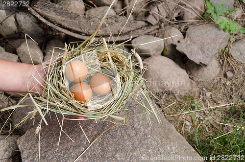 Image of hand hold small hay nest with  oval chicken eggs 