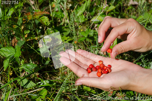 Image of hand palm gather pick wild strawberry in meadow 