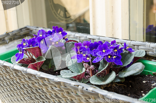 Image of spring African-violet pot outside on window sill 
