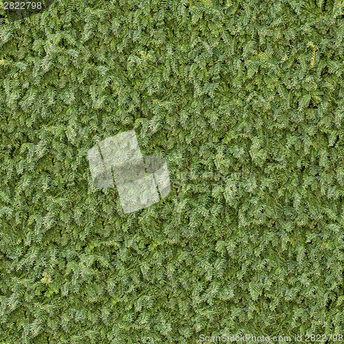 Image of Coniferous Green Surface. Seamless Texture.