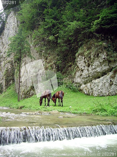 Image of Horses