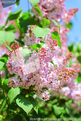 Image of Blossoming pink lilac