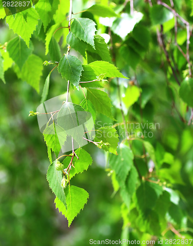 Image of Branch of birch