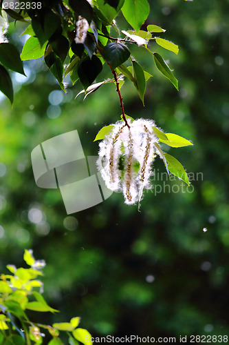 Image of Blossoming branch of poplar