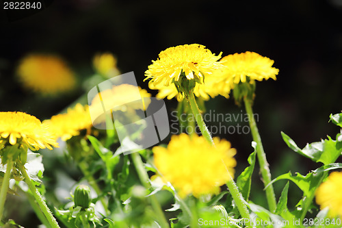 Image of Yellow dandelion