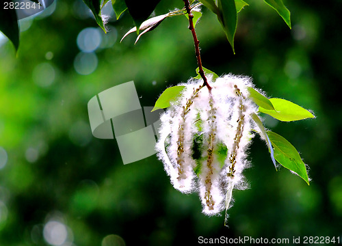 Image of Blossoming branch of poplar