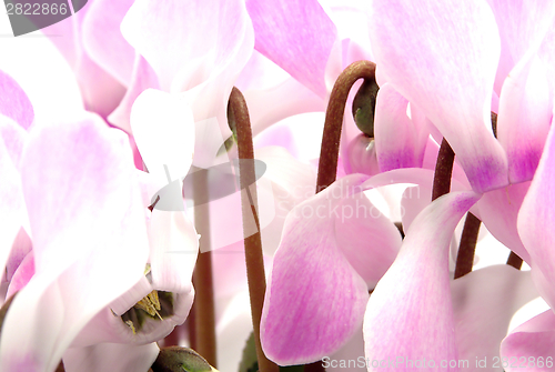Image of Cyclamen with many pink and white blooms