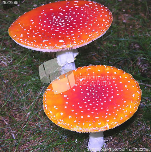 Image of Two fly agaric on the bottom of the wood